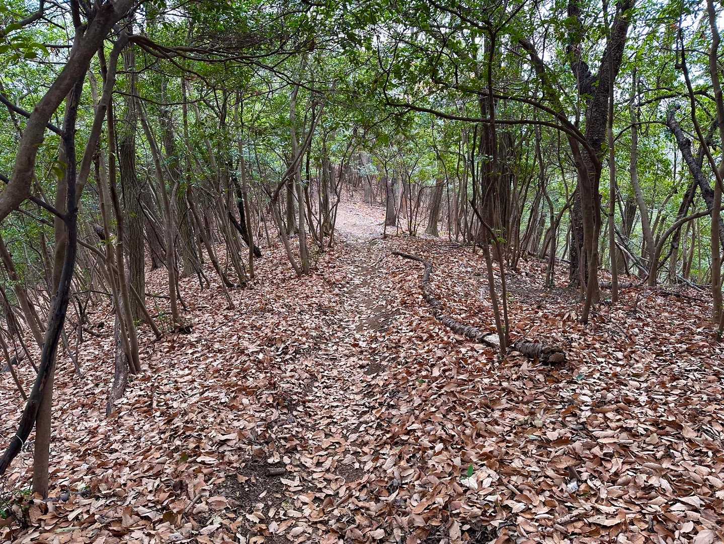 トトロ感🌳