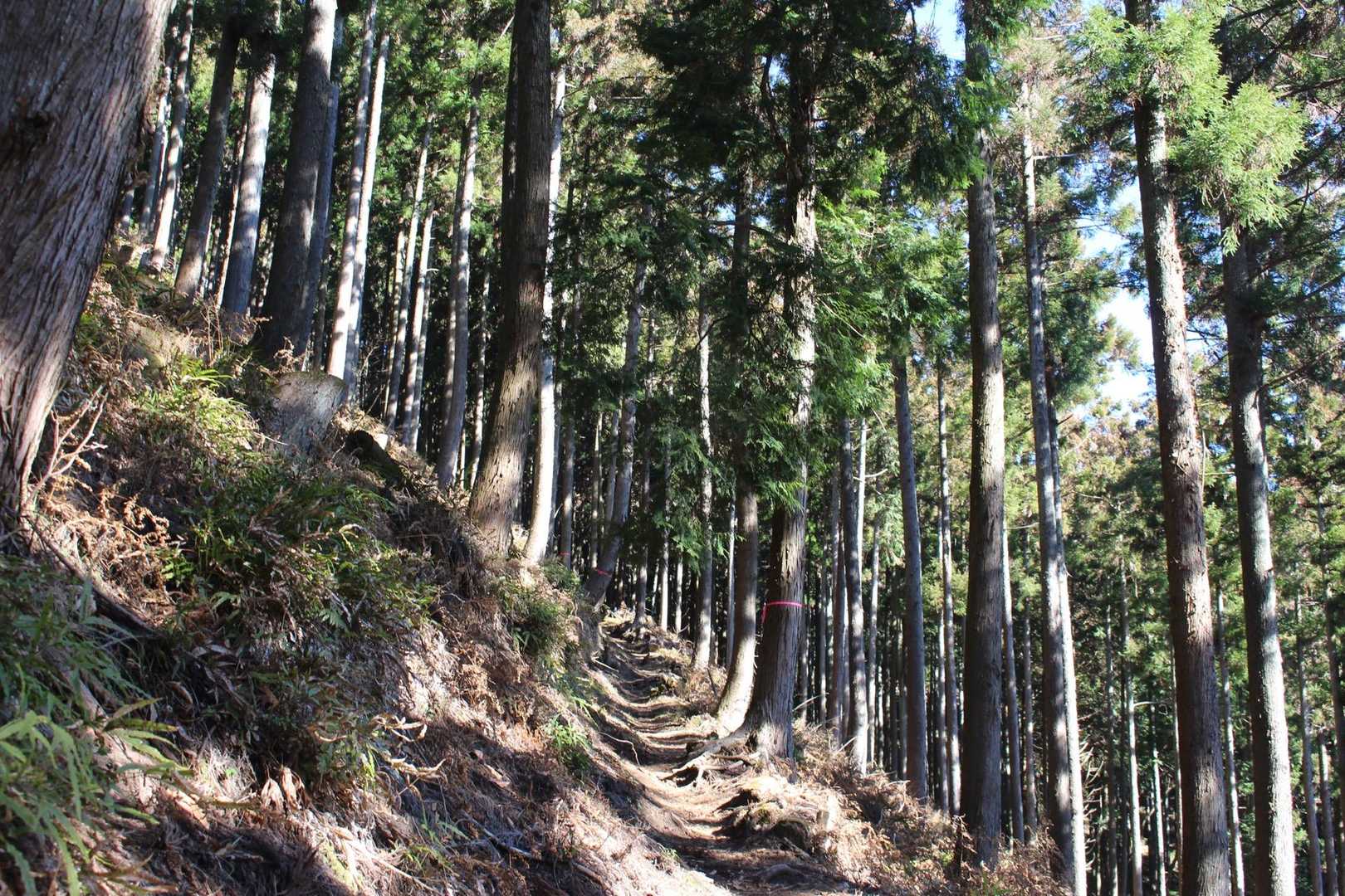 高松山入口バス停-ビリ堂-高松山-フトウ山-桜丸-ダルマ沢 縦走コースの写真