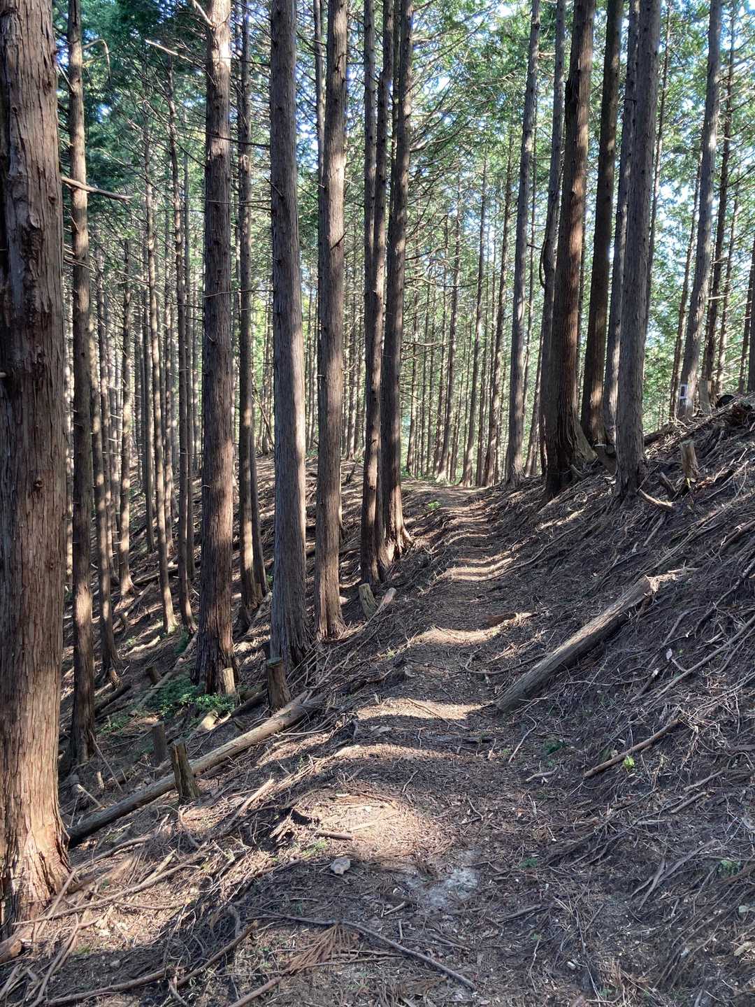 登山道はこんな感じ