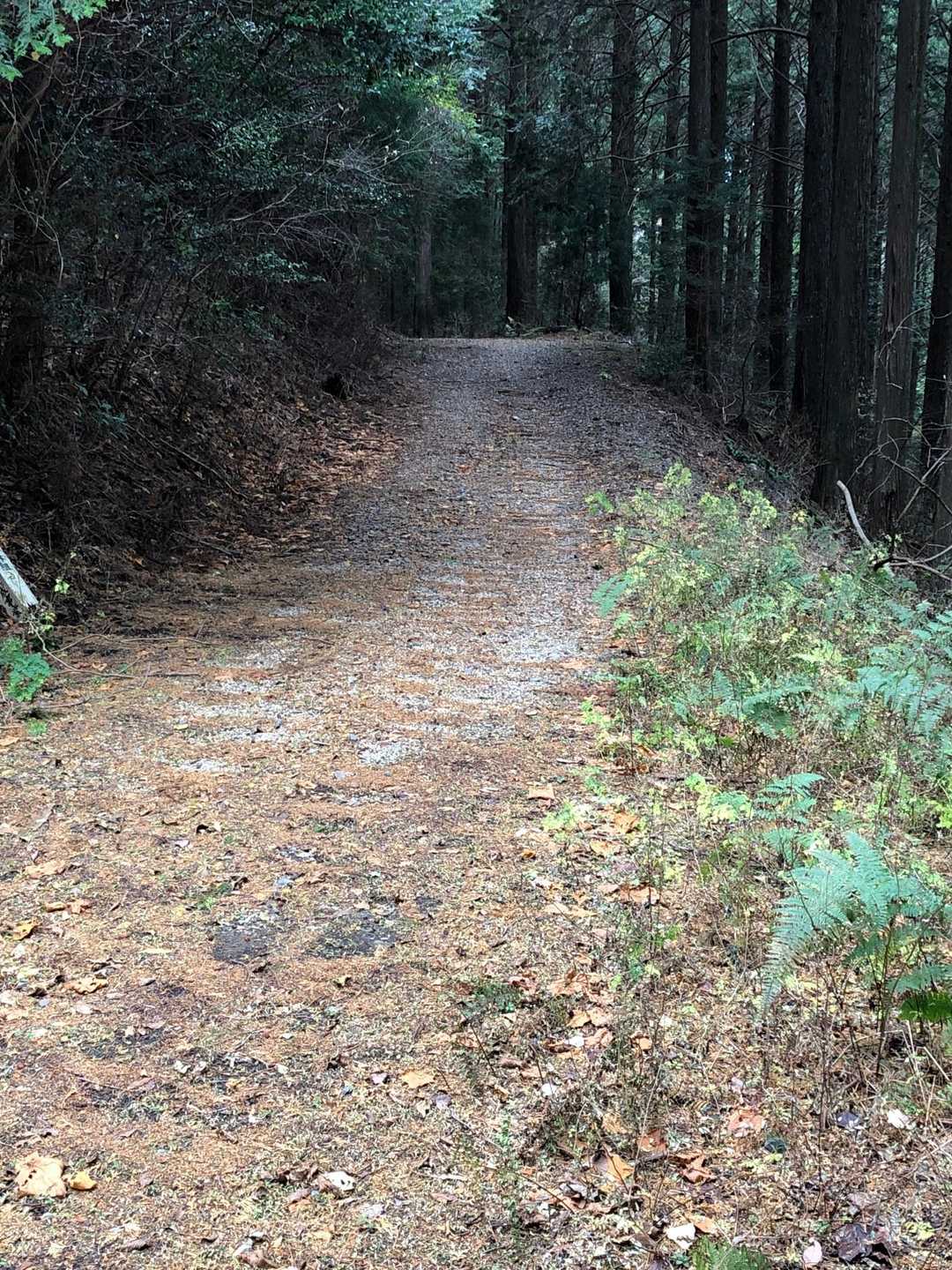 山頂直下まで林道。林道歩きが長いので疲れはさほどない。