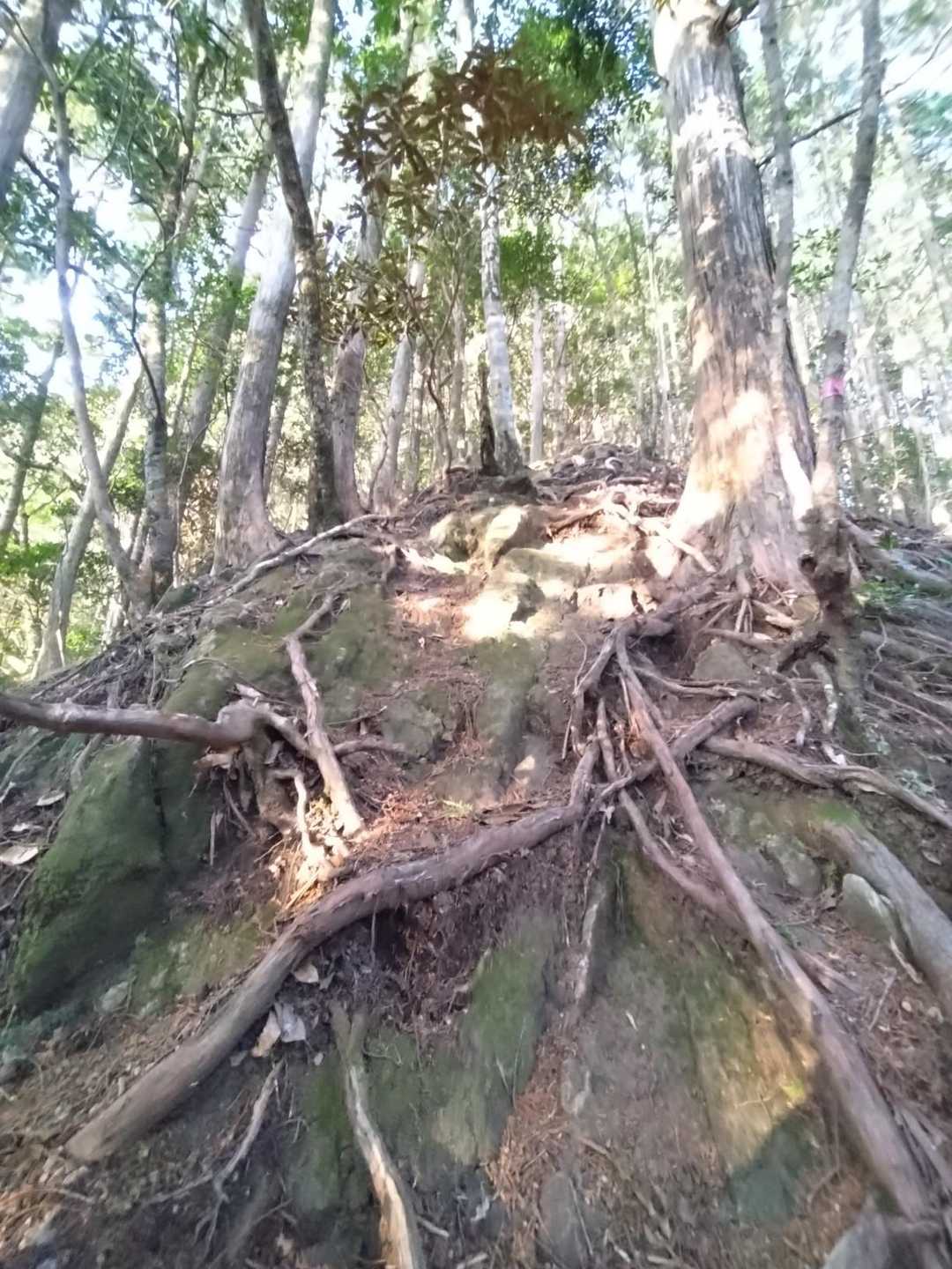岩に根が張り付いた急登🥵