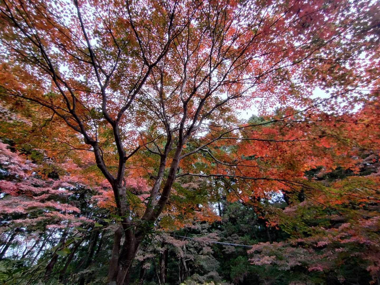 🍁もみじ平の少し手前