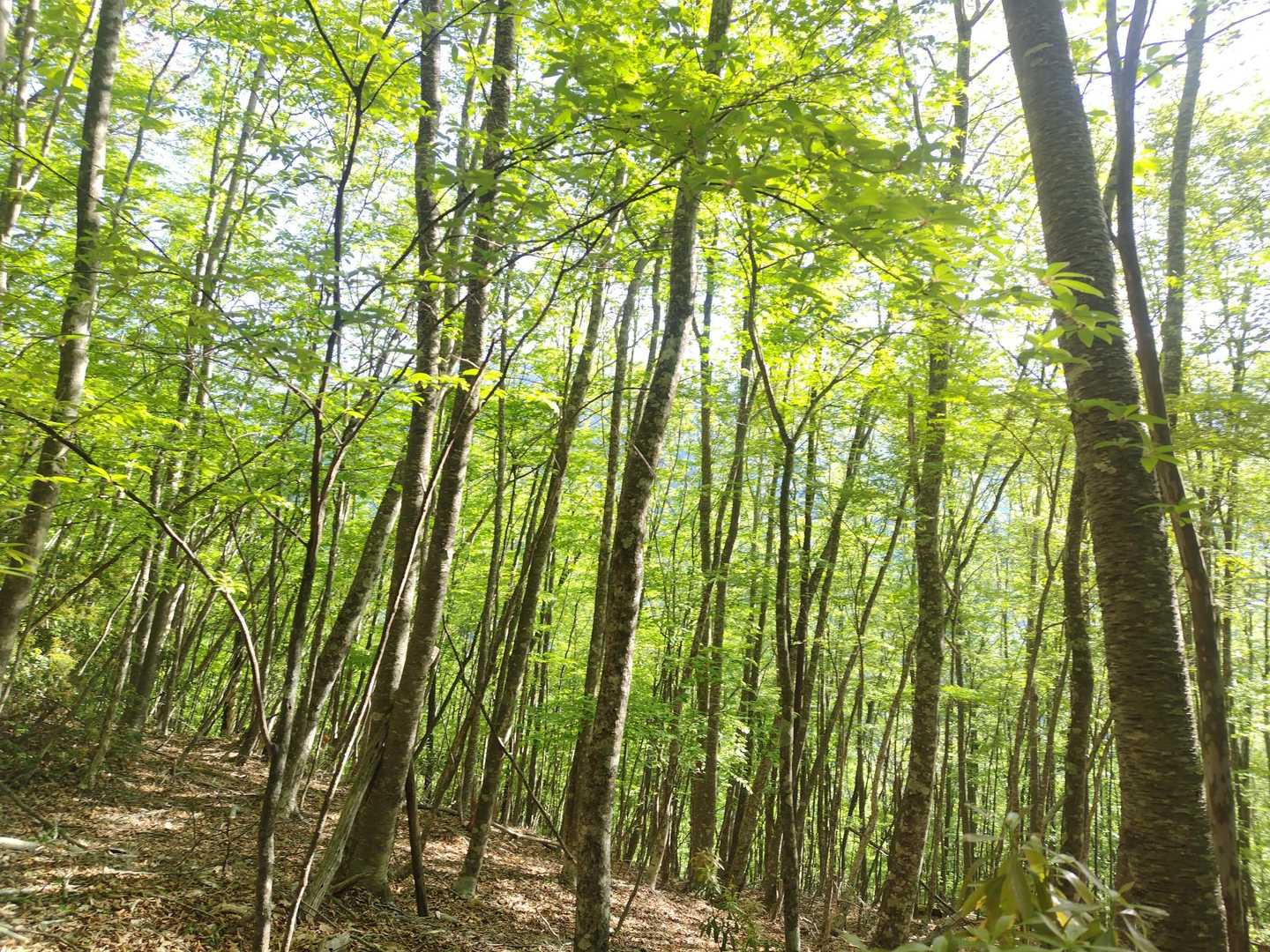 緑🌲がきれい(*´˘`*)ｷﾚｲ