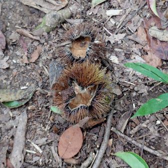 落ちてる栗は全部食べられてた🌰