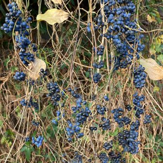 アオツヅラフジ？