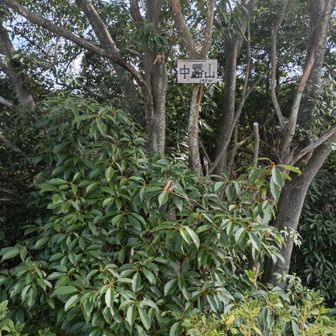中路山山頂にゃ。
思ったよりふつーに行けたにゃ