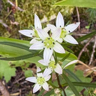 センブリが登山道に沢山咲いてます