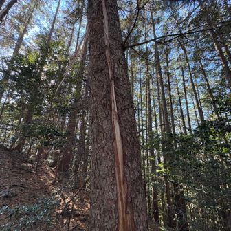 縦に切れ目が入った木を発見🌲
