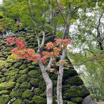 苔と紅葉🍁