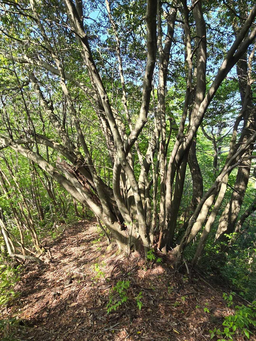 菅倉山 往復コースの写真