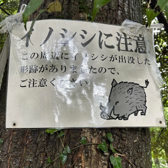 イノシシに注意です⚠️