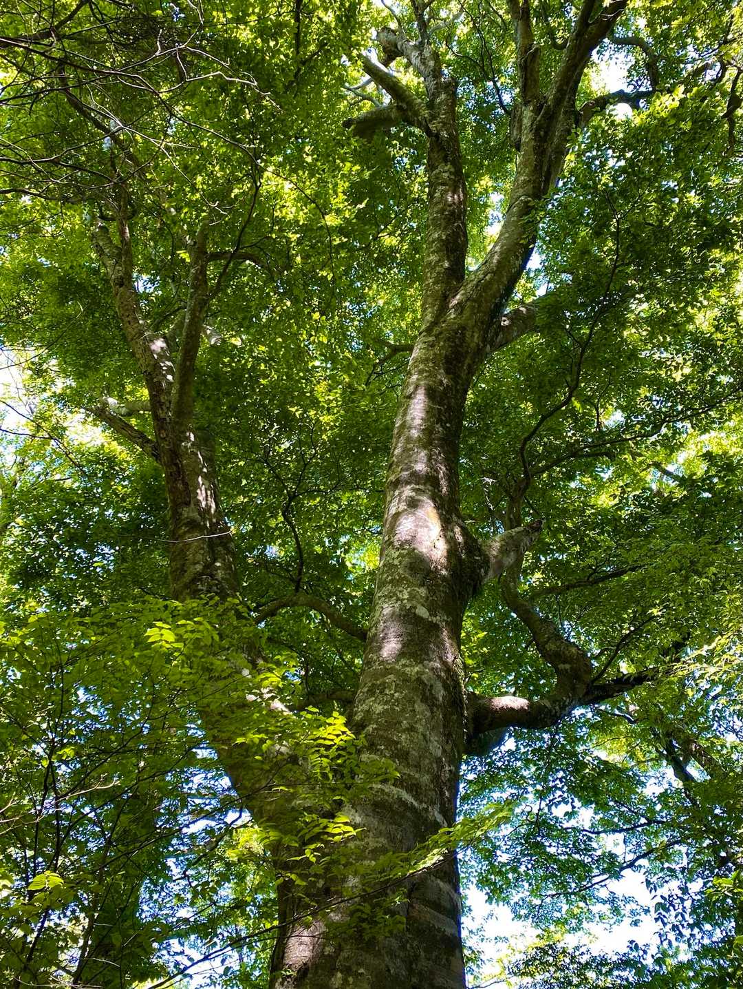 私はブナの木を撮影する時は、木の足元を撮ってから見上げてもう一枚です。