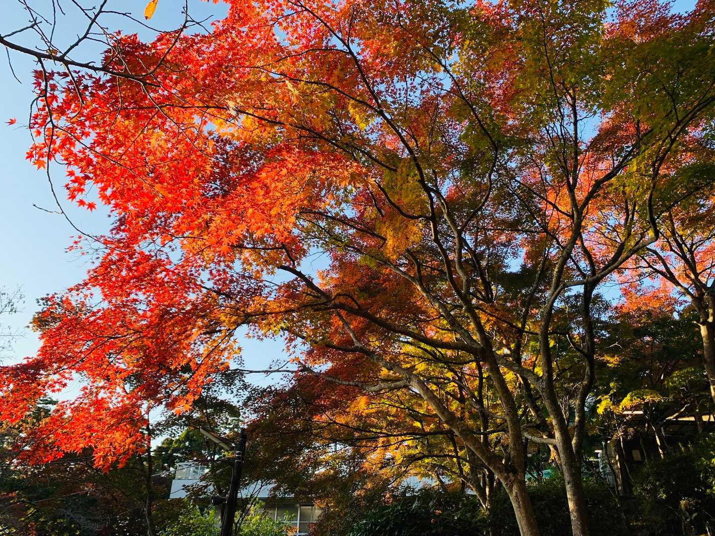 筑波山神社-つつじヶ丘-筑波山-御幸ヶ原 周回コースの写真