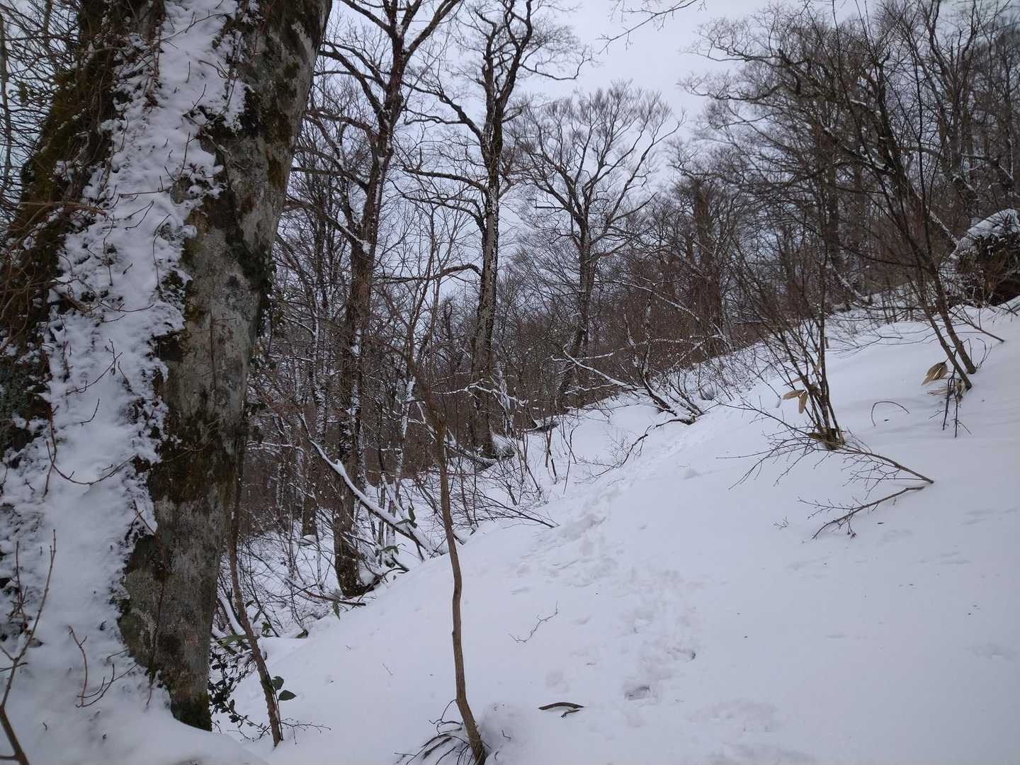下りは登山道を外れて自由に歩きます😁
残雪が締まっているので、スノーシューを履かなくても埋まりません