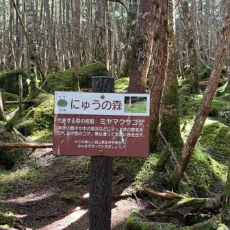 にゅうの森