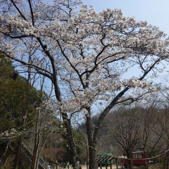もう桜が咲いてる