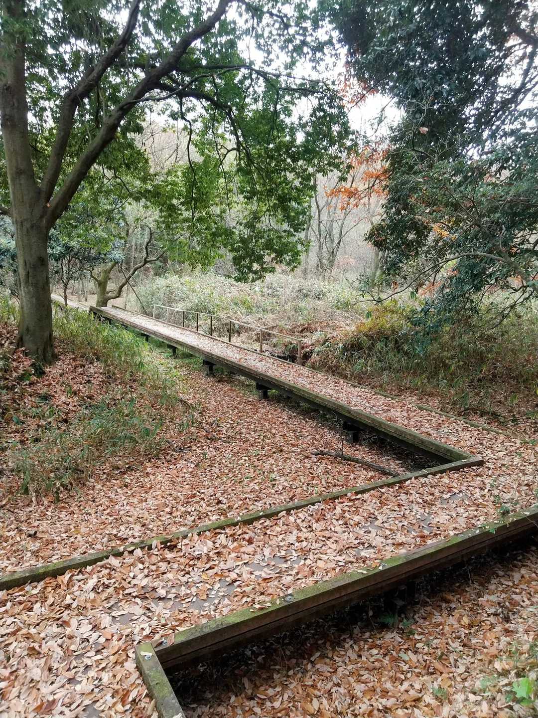 落ち葉でいっぱいの木道🍂
濡れてると怖いけど乾いているからカサカサと音をたてて歩きます