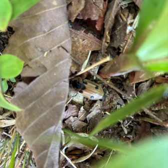 真ん中に初めて見る虫🪲
調べたらヨツボシヒラタシデムシってお名前らしい