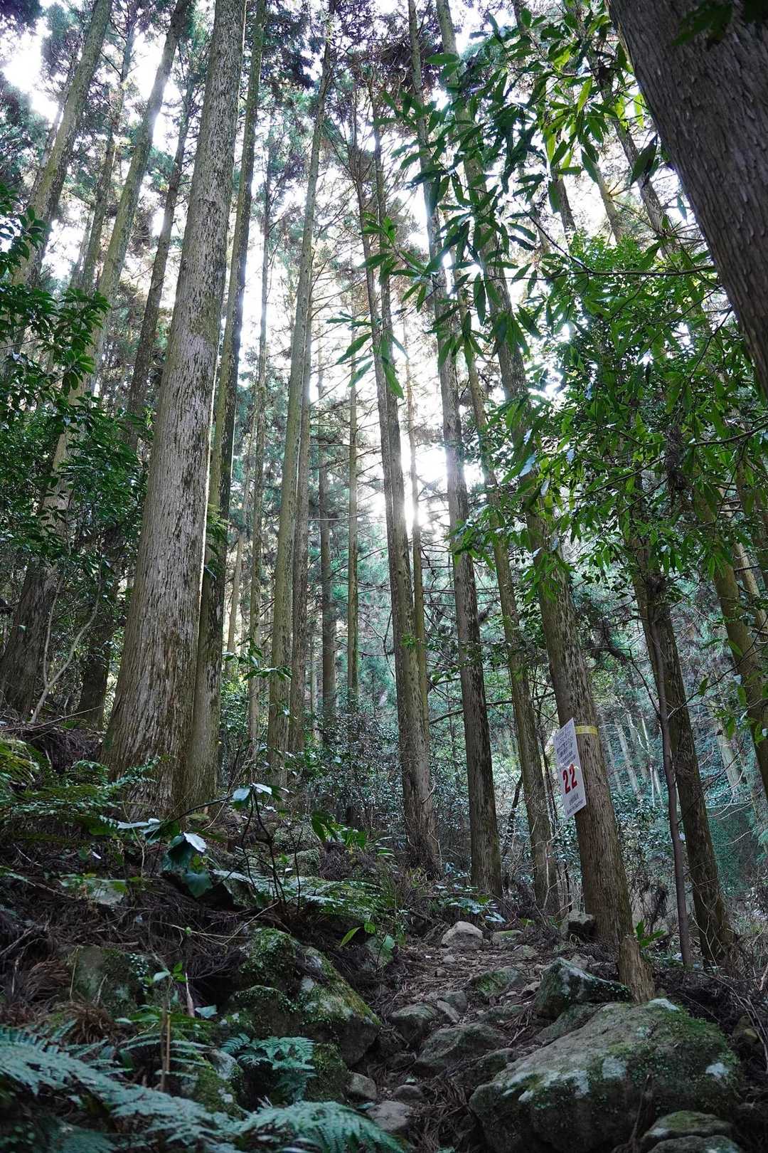 序盤から登りが始まる