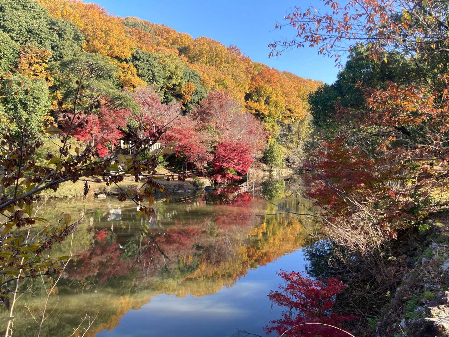 逆さ紅葉🍁
水面に映ってる✨