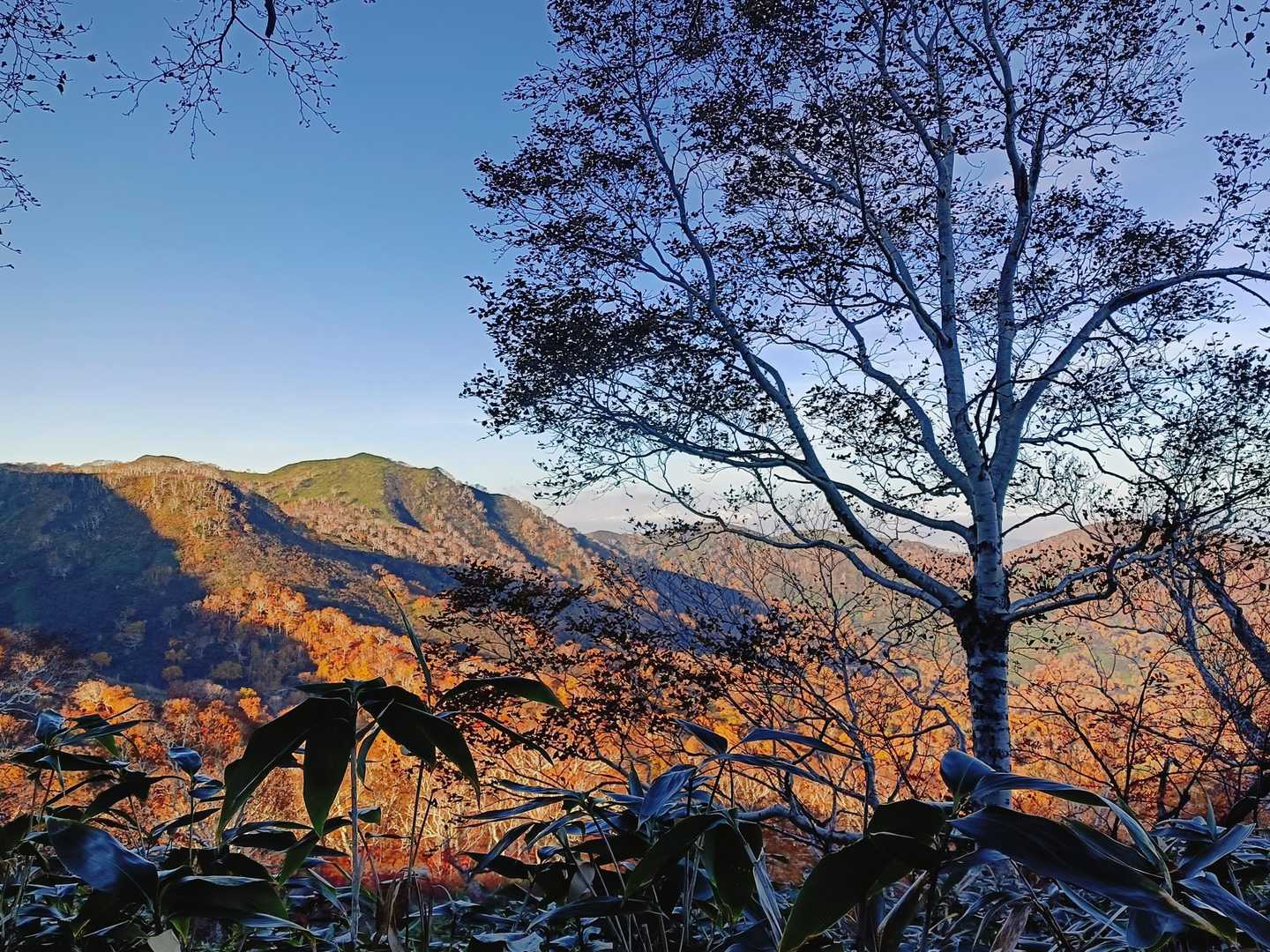 ウハー🤩
朝焼けでドーピングされた紅葉が、燃えとるー