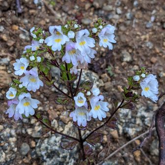 ヤマキチばっぱ