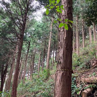 この辺りは木が間引かれて野鳥は観察しやすかった。休みながらヤマガラを観察。