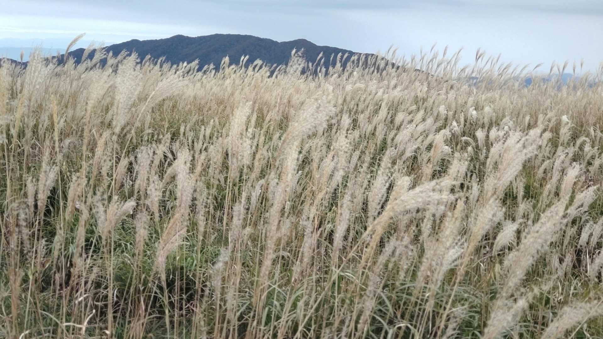 竜王山-立烏帽子山-池ノ段 往復コースの写真