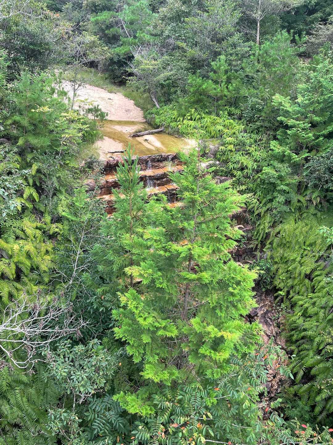 こちらが、その鎧堰堤
🌲の後ろ、上手く撮れてへんけど