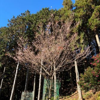竜ヶ峠手前の木
花が咲いていました。