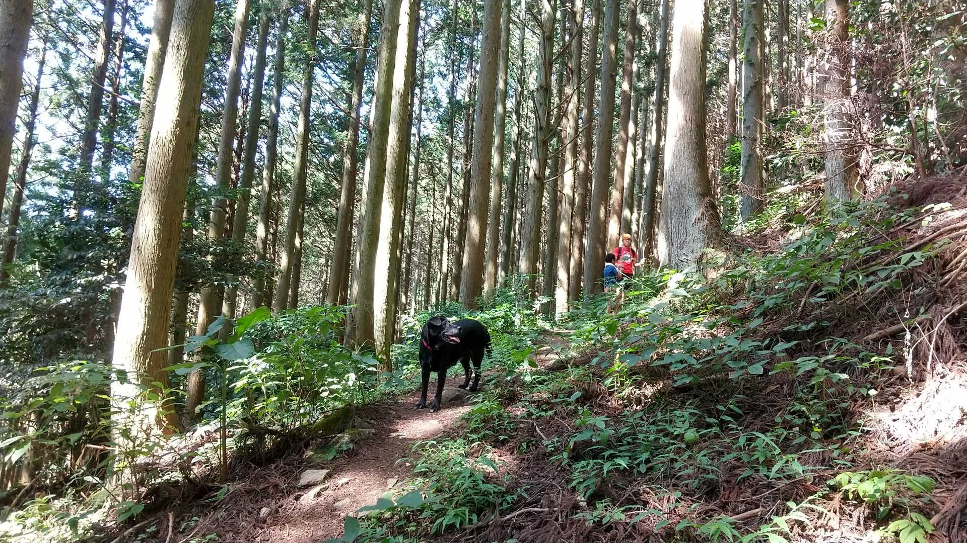 ダイトレと合流するまでにお会いしたのは一組だけで、おとうさんと小学校３年生くらいの息子さんでした✨