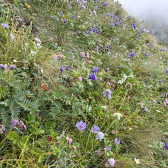 マツムシソウ　トリカブト　紫メインのお花畑