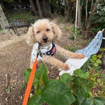 🐶ラボガラちゃんも手のりしました〜笑

今回の🐧ヤマガラちゃんの手のりに大活躍した
成合寺さんが作った雨男くんの右腕✨