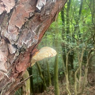 少しずつ成長するキノコ