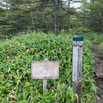 スタート地点分岐
ピークハントは右へ