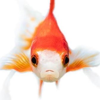 がんがんぐー (marmy)