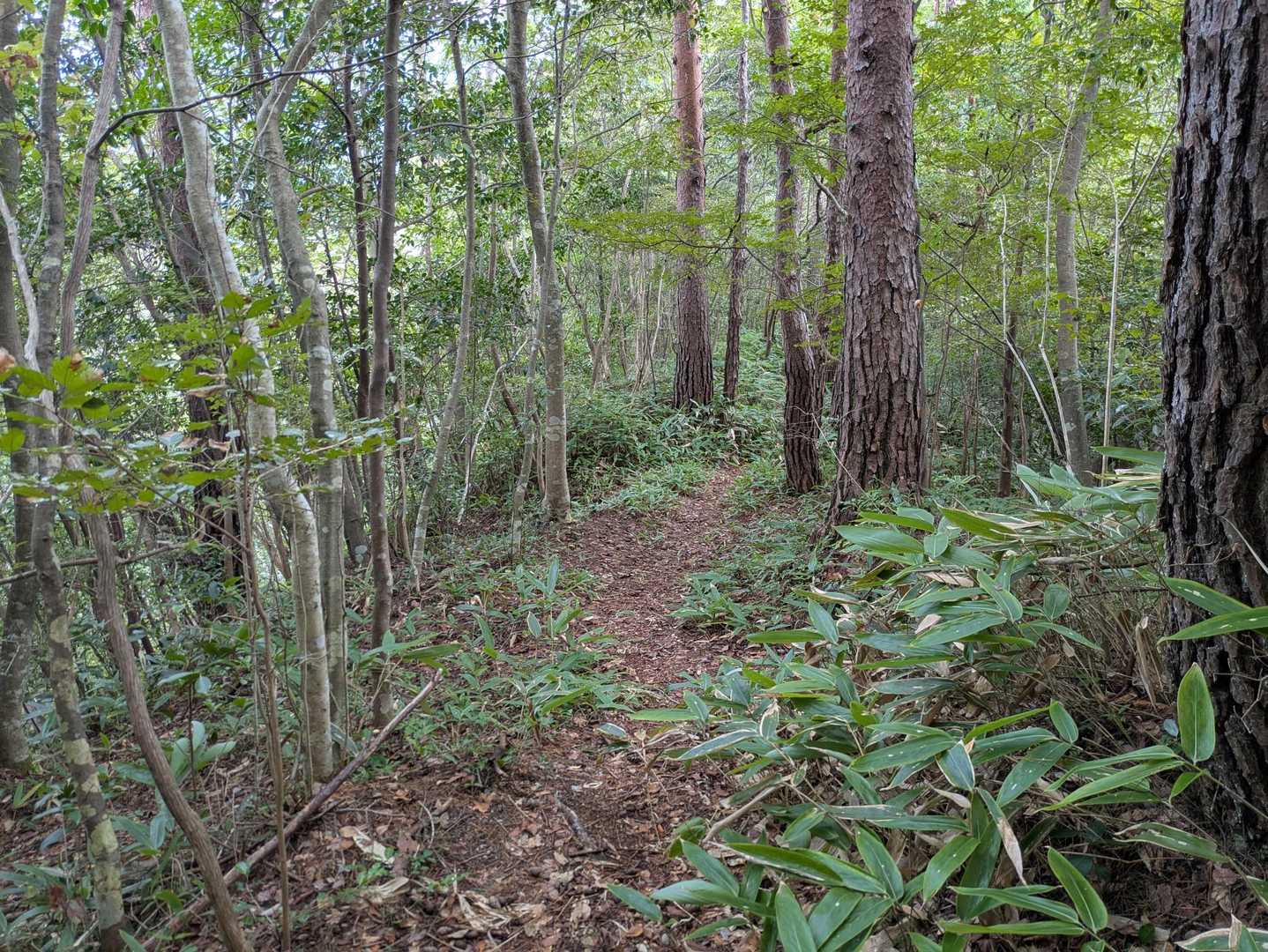 あとは下山。
もちろんこのルート、下山まで誰一人会わず。