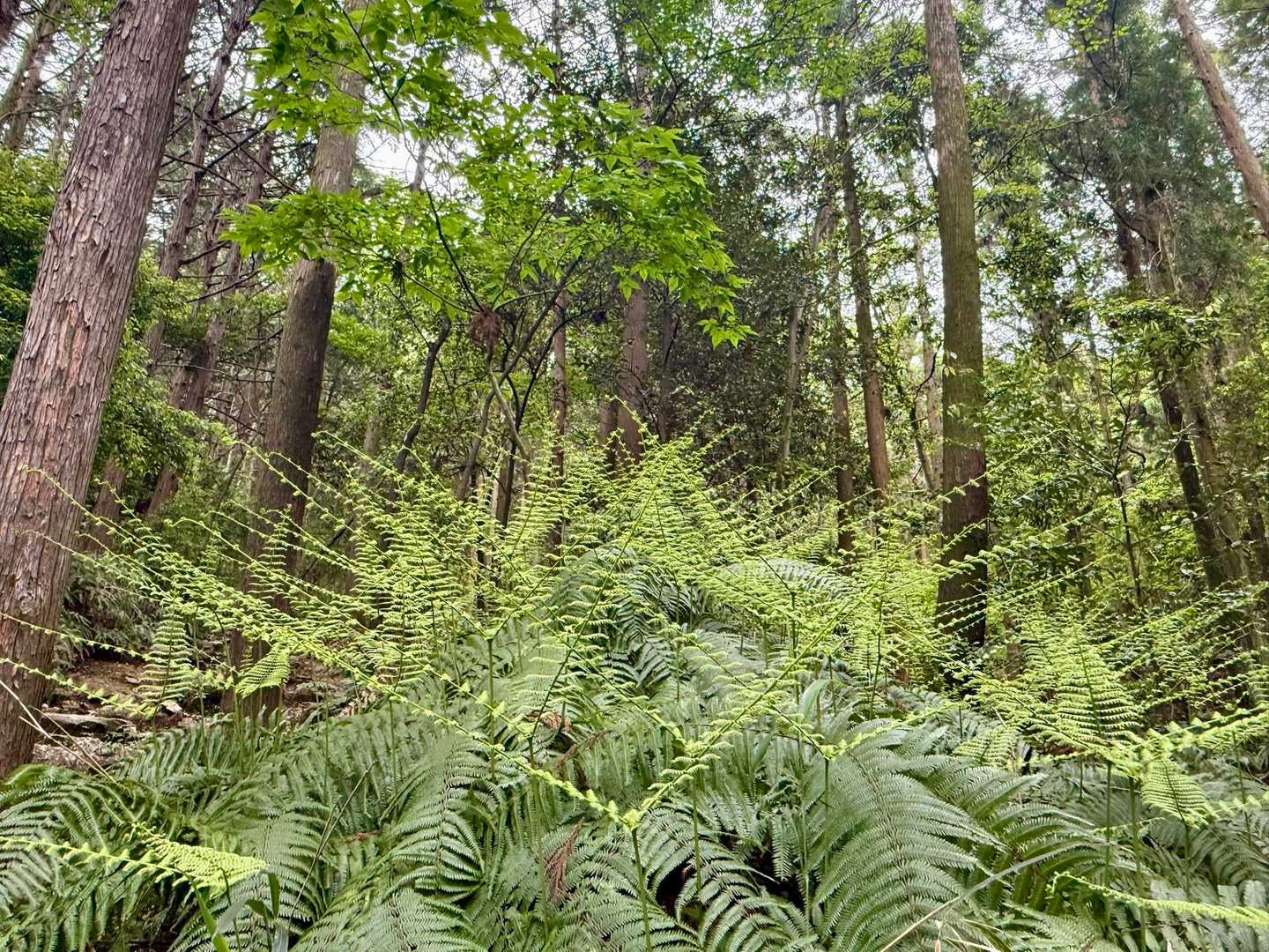 最近山でよく見かけるシダ植物のV字