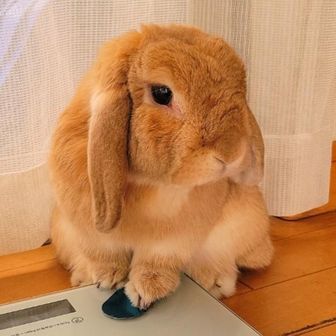 BONちゃん
