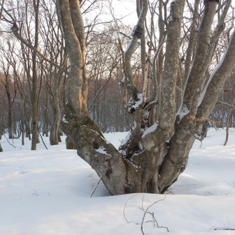 あがりこ大王。鳥海山麓北側の中島台一帯に多く見られるブナの奇形木の最大級だそうです