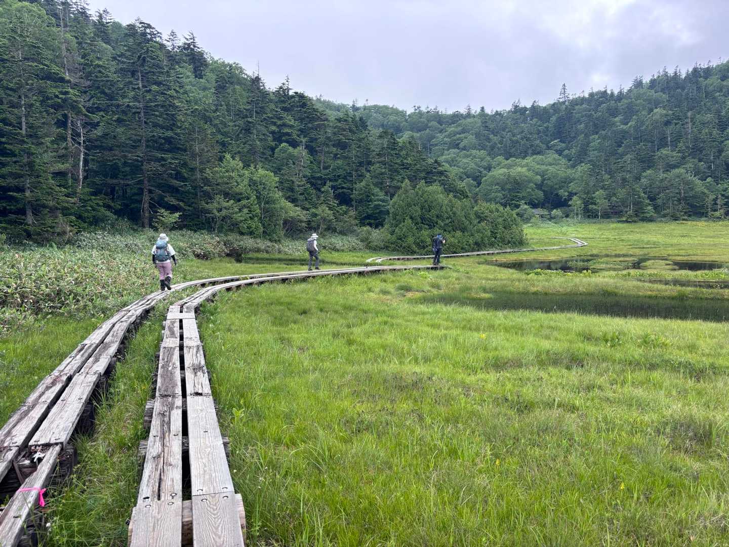 湿原
