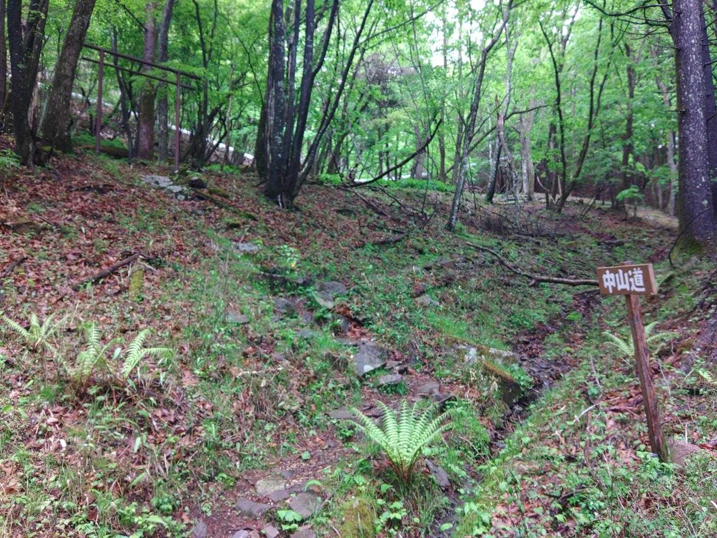 舗装路からやっと登山道に復帰✨
左手に⛩️が見えます