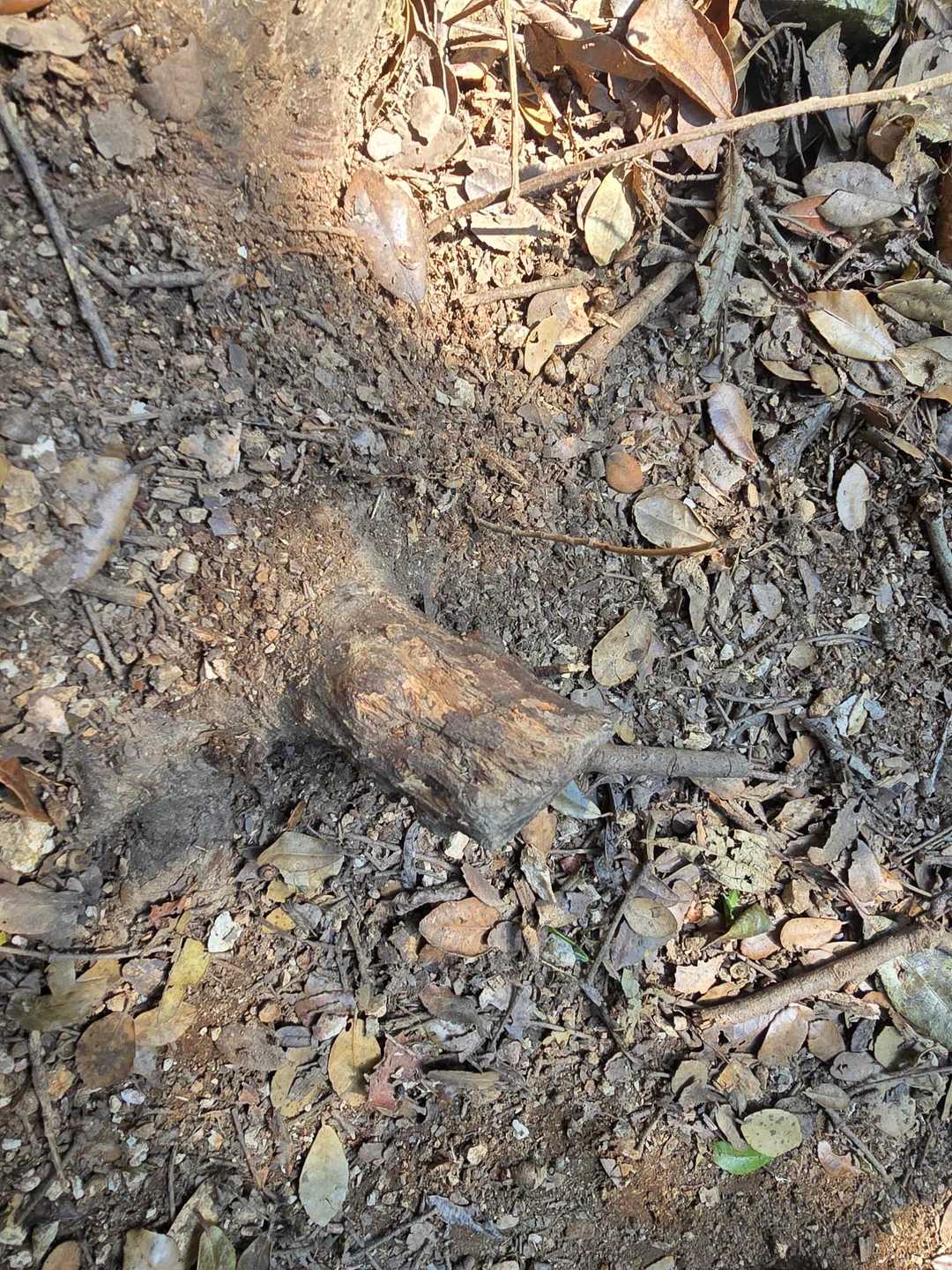 すり鉢山に向かう下りで滑って尻もち💥
木の根っこでお尻を強打

「いったぁ～～～～い～～～」
山中に響き渡るような、もしくは麓にまで聞こえそうなくらいの大声が出た
目が霞んで、耳が聞こえなくなるような感覚（意識飛んでる❓）
「あ～～、これはやっちゃったな・・・」我に返ってすぐに悟った

痛みで起き上がれずにいたら、いつもだったら転んでる私を見て笑ってる旦那が、椅子を出してくれたり、チョコを食べさせてくれたりと今回ばかりは優しい　


