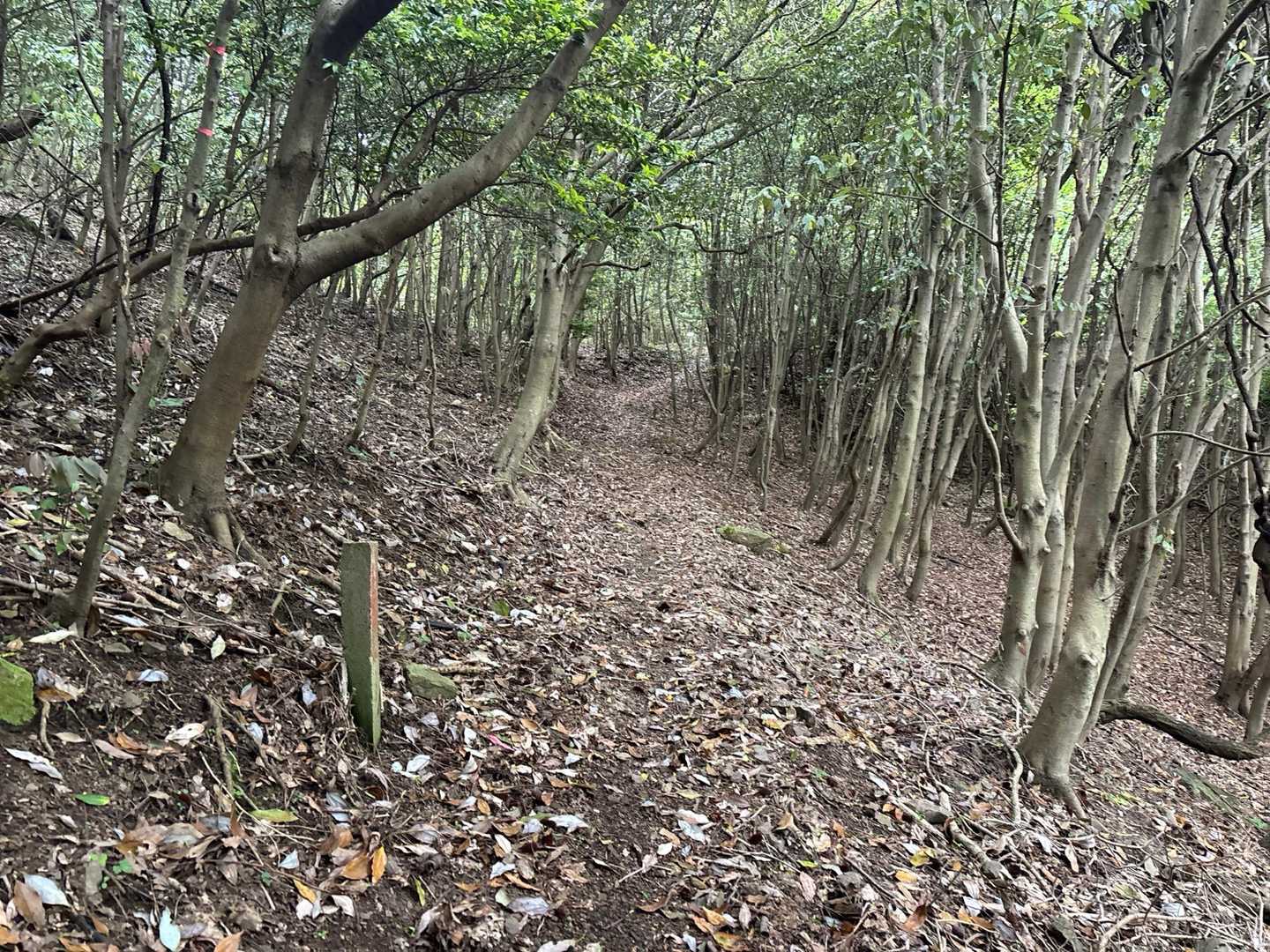 歩きやすい登山道🚶‍♀️