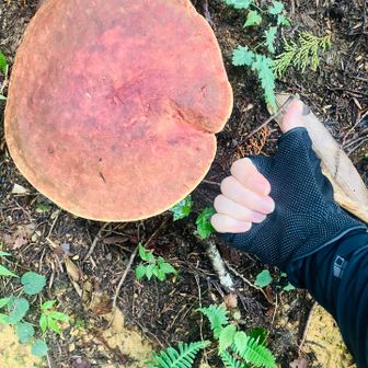 通り過ぎたけどデカすぎて思わず戻ってしまったキノコ🍄‍🟫