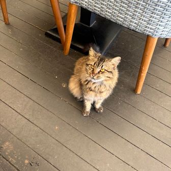 こむ