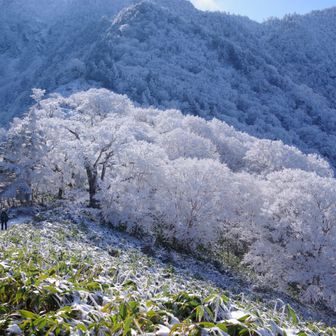 桜か？と思うほど