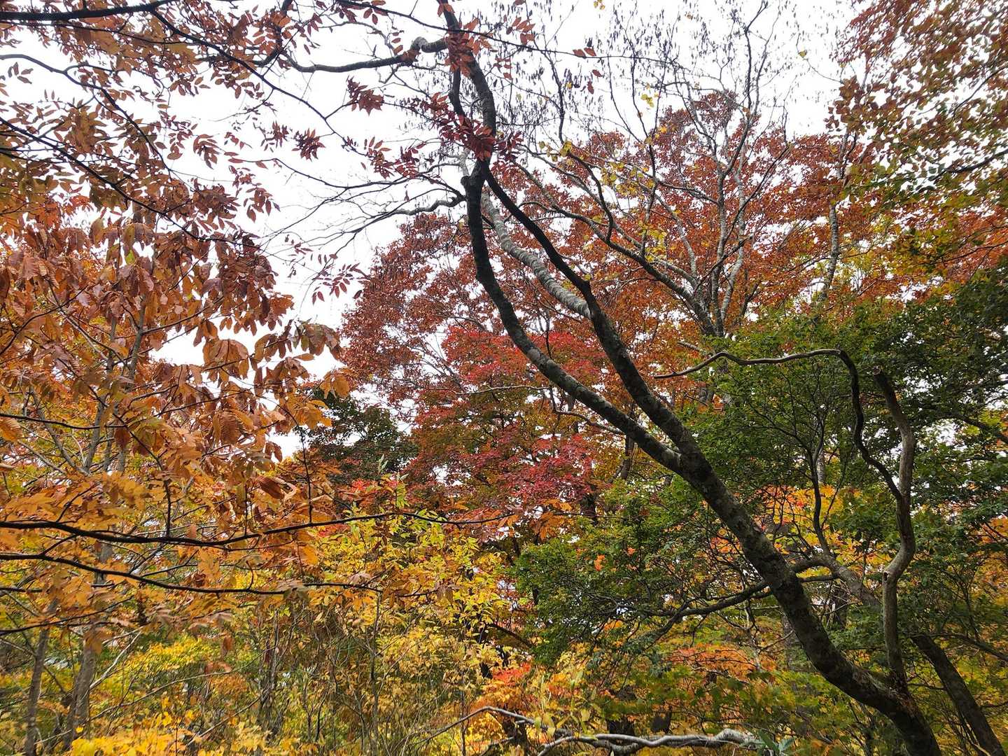 綺麗なグラデーション🍁