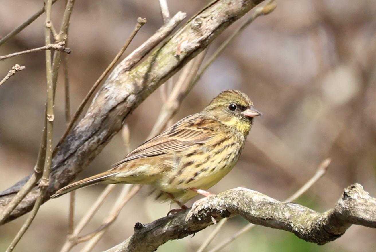 初めまして！アオジさんかな
低いところからチッチッと鳴いていました