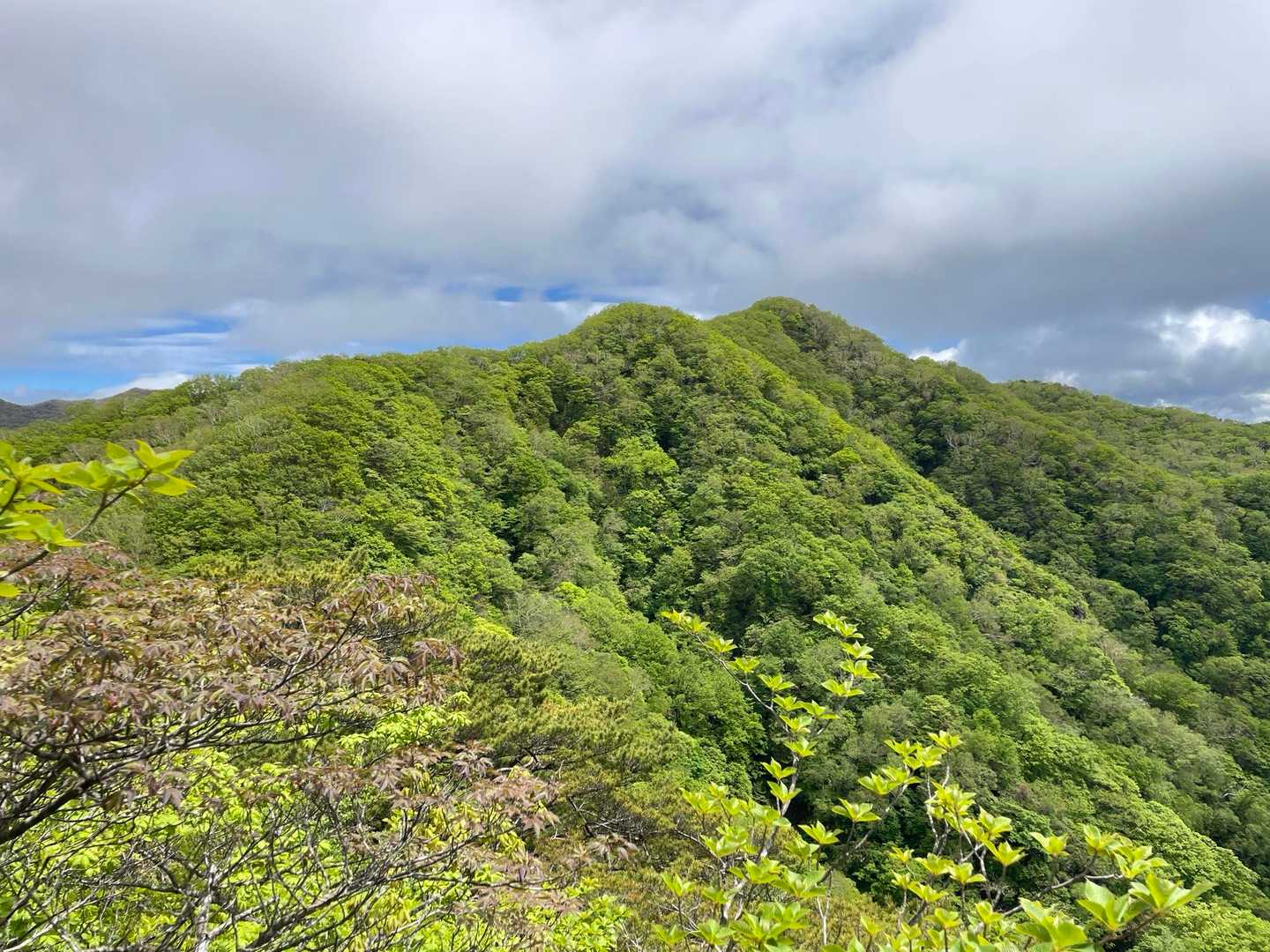 姥子山-鍬柄山-鈴ヶ岳 往復コースの写真